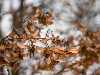Die herbstliche Aufnahme zeigt reife, gefl&uuml;gelte Samen, die an kleinen Zweigen des Spitzahorns (Acer pseudoplatanus) h&auml;ngen.