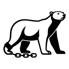 Chained and sad Polar Bear, Ursus maritimus, polaris bear