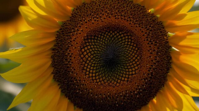 Close-up of a vibrant sunflower in full bloom, showcasing its intricate seed pattern and bright yellow petals under natural light.