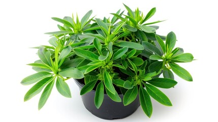 Obraz premium Euphorbia with Copy Space