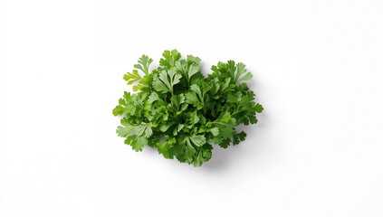 Obraz premium Close-up of coriander plant highlighting vibrant green leaves for fresh herbs