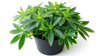 Euphorbia with Copy Space