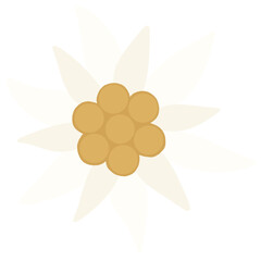 edelweiss flower