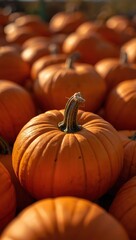 pumpkin and pumpkins