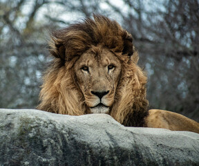 Majestic lion lies atop a stony ledge. © Kevin
