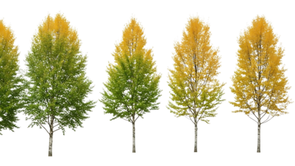 Row of autumn trees with leaves changing from green to yellow, isolated on transparent background