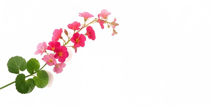 Pink geranium flower cluster on a plant stem, suitable for botanical study or floral arrangement, isolated on white background