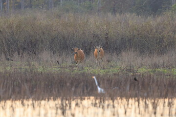 Wild banteng (bos javanicus) grazing in the evening.
Thap Salao reservoir (Ang Kep Nam Thap Salao) 
, Uthai Thani province ,THAILAND 
