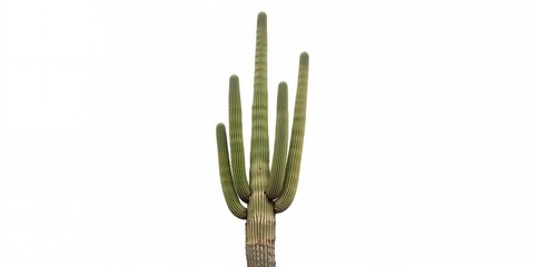 Large Mexican cactus with thick spines, suitable as a minimalist background for text and layout, Earth Day