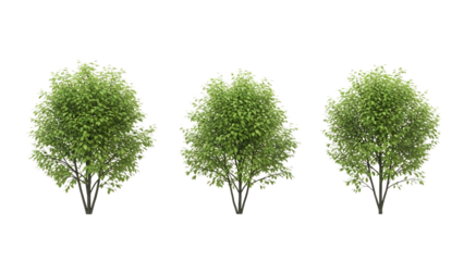 Three green trees digital asset isolated on transparent background