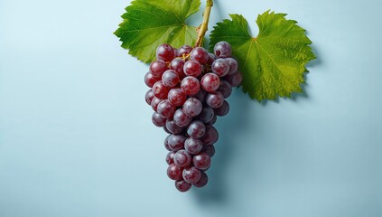Fototapeta premium Bunch of fresh grapes with foliage on a pastel blue surface, ideal for fruit-themed backgrounds