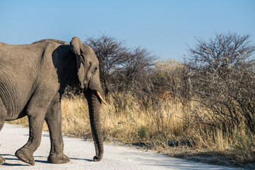 Fototapeta premium Ein #tag im Etosha Nationalpark 