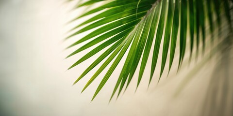 Fototapeta premium Close up of a green palm leaf texture used as a wallpaper background, natural patterns and surface detail