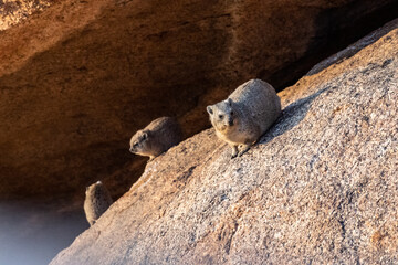 The Hyrax, or Dassie -Procavia capensis- is the evolutionary nearest relative of the elephant. Seen here climbing on the rocks near Spitzkoppe, Namibia.