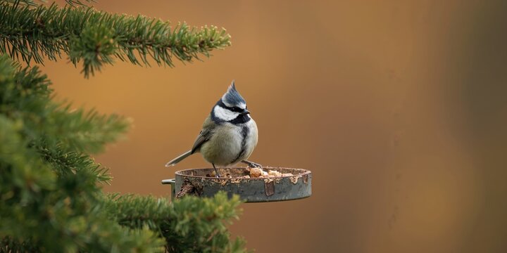 Crested tit feeding from a bird feeder in the forest, natural foraging behavior, winter season
