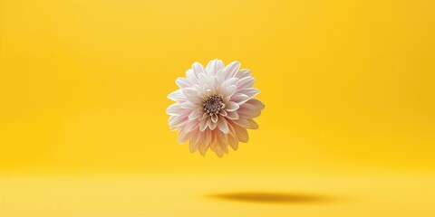 White and purple Dahlia flower in midair suspension on yellow background, floral design for seasonal floral arrangement