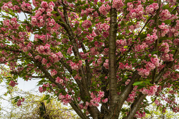 Pink Cherry Blossoms on a Blooming Spring Tree