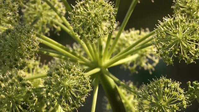 Greenish-yellow umbels of Heracleum sibiricum bloom in wild symmetry, captured in macro panoramic motion with abstract textures and soft light in a natural sunny summer setting. 