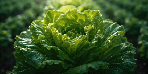 Detailed shot of fresh green lettuce leaves highlighting leaf texture and crispness for culinary presentation