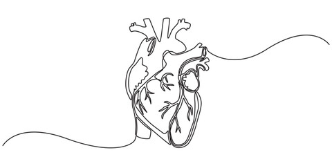 Human heart with blood vessels one line art. Continuous line drawing of human, internal, organs, heart, vector, A single line drawing of a realistic human heart, Continuous Line Anatomical Heart