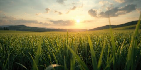 Lush green grass backdrop serving as a layout or design element for outdoor-themed graphics or presentations