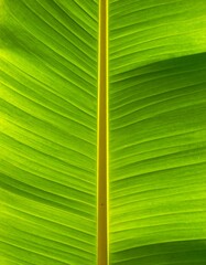 A close-up view of a vibrant green banana leaf revealing intricate textures and prominent central vein. Sunlight filters through