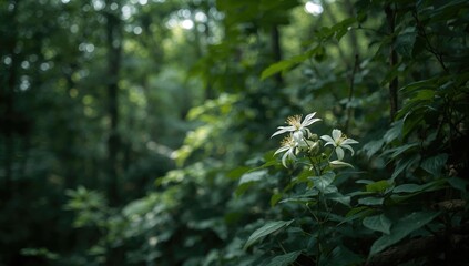 Clematis uncinata with vibrant blossoms amid forest foliage, highlighting natural plant diversity