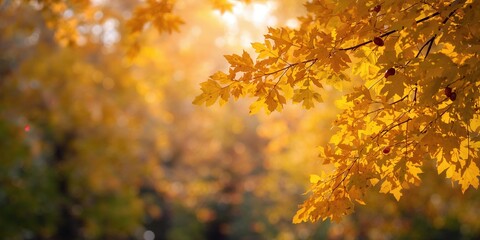 Autumn yellow leaves falling from an oak tree in a park, seasonal change, Earth Day