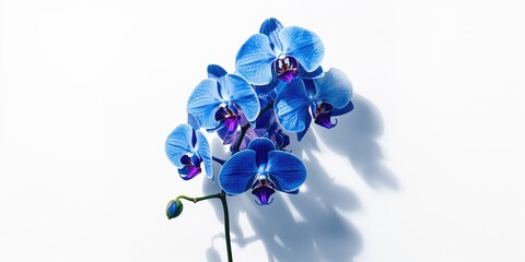 Fototapeta premium Close-up of vibrant blue orchid blossoms emphasizing natural beauty for botanical study or floral arrangement, Earth Day