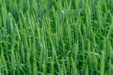 Vibrant and Lush Green Fields Abundant with Sprouting Grain Crops Flourishing in Nature