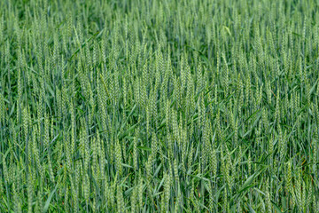 A Lush Green Wheat Field in the Early Growth Stage of Its Life Cycle, Flourishing Vividly