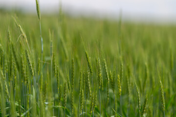 A Picturesque Lush Green Meadow Filled with Tall Grass Being Illuminated by Soft Natural Light