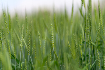 A Beautiful Lush Green Wheat Field Under Soft and Gentle Light Creating a Peaceful Atmosphere