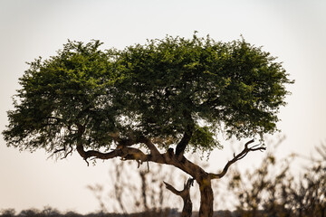 Ein #tag im Etosha Nationalpark 
