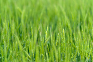 A Beautiful and Vibrant Green Grass Field in Nature Surrounded by Lush Landscape and Flora