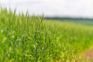 A Vast and Lush Green Wheat Field Gently Spreading Under a Bright and Clear Sky Above It