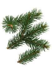 three pristine evergreen pine branches with dark green needles and small brown pinecones, macro shot, artistically arranged on a seamless white background. concept of minimalist winter holiday decor
