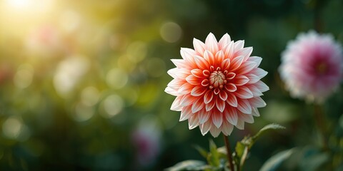 Closeup of a vibrant blooming dahlia in a summer garden, floral diversity and seasonal growth
