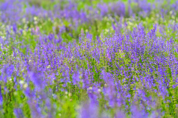 Naklejka premium A Beautiful Lavender Field in Full Bloom, Capturing Stunning Aesthetic and Serenity in Nature