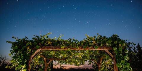 Braided grapevines with green leaves on a garden pergola, used for plant support and shading, Earth Day