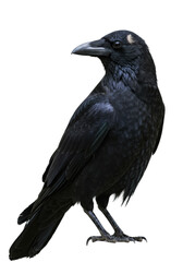 Fototapeta premium Majestic adult black crow (corvus genus) standing still in profile, hyper-detailed obsidian plumage with rim lighting against a seamless pure white background. Concept of ornithological documentation