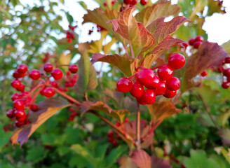 Viburnum opulus guelder-rose background full frame stock photo images. Guelder rose shrub with red berries close-up stock photo. Template for background, banner, card