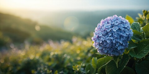 Hydrangea bush with blue and purple blooms in a New England summer setting, used as a colorful plant feature for seasonal planting, summer seasonal focus, Earth Day