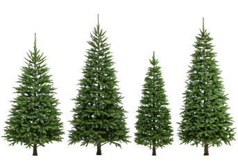 Obraz premium Collection of four freshly cut natural evergreen fir trees of varying sizes displayed against a seamless white studio background with clean high-key commercial lighting. Concept for winter holiday