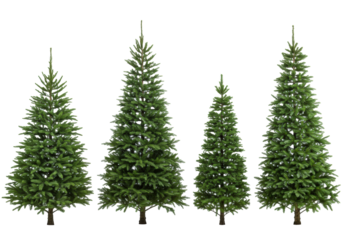 Collection of four freshly cut natural evergreen fir trees of varying sizes displayed against a seamless white studio background with clean high-key commercial lighting. Concept for winter holiday