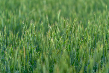 A Beautiful and Lush Green Grass Field Bathed Under Soft, Warm and Natural Light