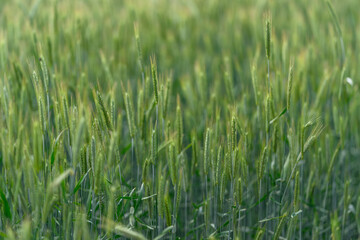 A Lush Green Wheat Field Flourishing Under the Intense and Bright Sunlight in Summer