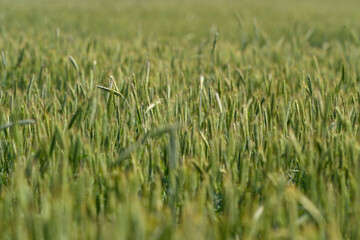 The lush green grass in a sprawling field glistens beautifully with dewdrops resting on it