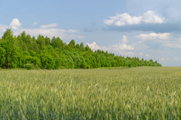 Obraz premium Expansive Serene Green Fields Stretching out with Beautiful Lush Forest Under a Bright Blue Sky