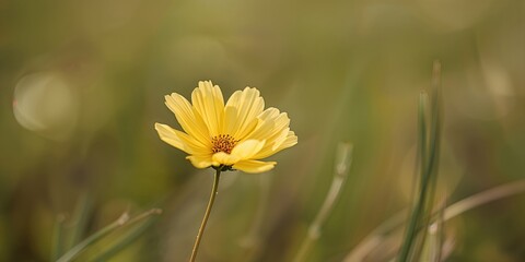 Obraz premium Bright yellow cosmos flower in full bloom, ideal for floral background or design projects